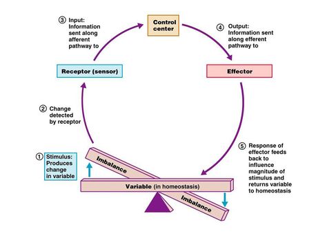 The biological definition of homeostasis is “the tendency of an organism or cell to regulate its internal environment and maintain equilibrium, usually by a system of feedback controls, so as to stabilize health and functioning”. Generally, the body is in homeostasis when it’s needs are met and it’s functioning properly. Biology Revision, Nursing School Essential, Acid Base Balance, Basic Anatomy And Physiology, Medical School Essentials, Human Anatomy And Physiology, Nursing Notes, Body Systems, Medical Science