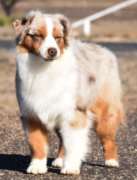 RLA Miniature American Shepherds American Shepherd Miniature, Mini American Shepherd, Rico Suave, Miniature American Shepherd, American Shepherd, Aussie Shepherd, New Photos, The Album, Fur Babies