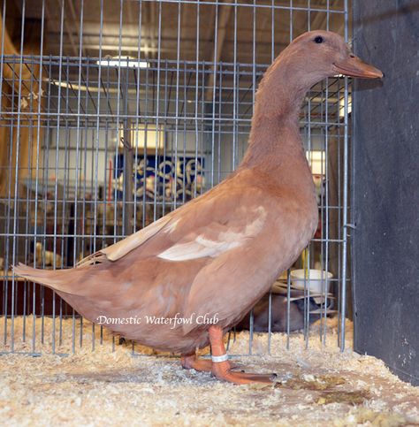 Buff Duck, Clay Turtle, Buff Orpington, Raising Ducks, Hobby Farms, Farm Life, Ducks, Birds, Pure Products