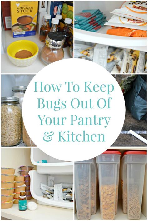 Pantry Bugs, Household Bugs, Pantry Moths, Diy Pantry Organization, Food Wastage, Get Rid Of Ants, Pantry Shelving, Diy Pantry, Bug Repellent