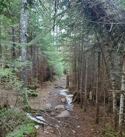 There are plenty of smoother areas and only minimal elevation gain. And once you arrive you'll be glad you made your way through this piece of Maine forest. Minimal Elevation, Maine Forest, Maine Hiking, Family Cabin, Maine Travel, Appalachian Trail, Historical Photos, Natural Wonders, Pretty Cool