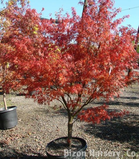 Acer palmatum 'Seiryu' (Lace-leaf Japanese Maple, Laceleaf Japanese Maple, Seiryu Japanese Maple) | North Carolina Extension Gardener Plant Toolbox Short Trees, Walkway Landscaping, Soil Texture, Japanese Maples, Asian Garden, Insect Pest, Plant Problems, Simple Leaf, Acer Palmatum