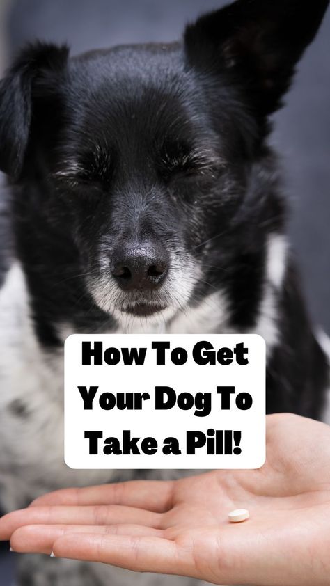 Dog Medication - How to give your dog medication. A Pill, Pet Health, Dog Care, Top Tips, My Dog, Well Being, The List, Tips And Tricks, No Worries