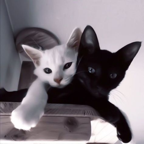 Black and white cat winter Cute cats make you happy #cat #cats #kitty kitty kitten I love cats orange cat beautiful kitty orange phone background #background Black And White Cats, Black Cat Aesthetic, White And Black Cat, Istoria Artei, Cat Couple, Silly Cats Pictures, Cat Icon, White Cats, Cat Aesthetic