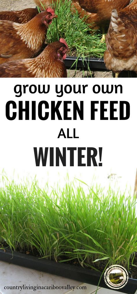 Grow your own chicken feed all winter long using fodder. #chicken #farm #homestead Chicken Fodder, Best Egg Laying Chickens, Chicken Barn, Portable Chicken Coop, Egg Laying Chickens, Best Chicken Coop, Raising Backyard Chickens, Laying Hens, Keeping Chickens