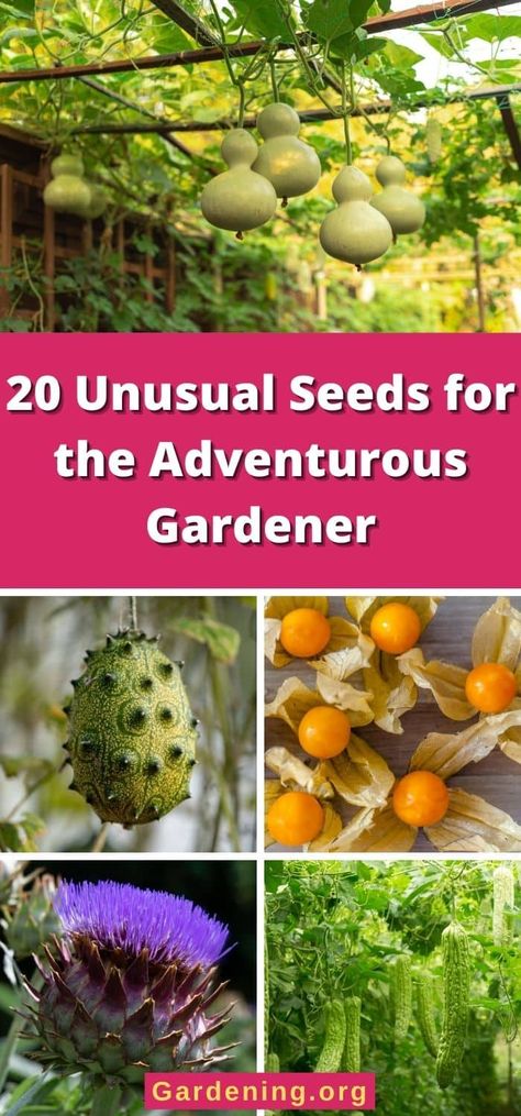 20 Unusual Seeds for the Adventurous Gardener Weird Fruit, Dried Fruit Snacks, Unique Fruit, Unique Vegetables, Weird Plants, Fruits For Kids, Rare Seeds, Dry Fruit, Fruit Decorations