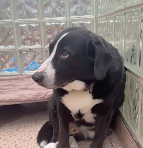 Only Family He's Known Returns Him To Shelter After Adopting Him 8 Years Ago Shelter Dogs Adoption, Premium Dog Food, Dog Car Accessories, Dog Lover Jewelry, Dog Car Seat Cover, Dog Garden, Dog Car Seats, Dog Facts, Pet Safety