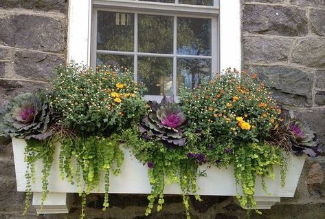 Fall Window Boxes Ideas, Window Boxes Ideas, Fall Flower Boxes, Window Garden Ideas, Wooden Window Boxes, Summer Planters, Fall Window Boxes, Fall Windows, Boxes Ideas