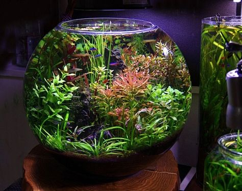 Bottle Aquarium, Bowl Aquarium, Dutch Style, Aquarium Landscape, Fish Bowl, Planted Aquarium, Goldfish, Fish Tank, Terrarium