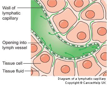 The moment the fluid enters the lymph capillary, a flap valve prevents it from returning to interstitial space. Lymph capillaries join to form larger lymph vessels that look like veins but have thinner, more transparent walls. Like veins, they have valves to prevent back flow. Doctor Quotes Medical, Lymph Vessels, Science Anchor Charts, Doctor Quotes, Ayurvedic Massage, Lymph Massage, Lymph System, Lymph Drainage, Cerebrospinal Fluid