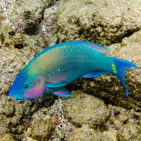 Parrot Fish, Salt Water Fish, Cool Fish, Ocean Floor, Beautiful Sea Creatures, Marine Fish, Exotic Fish, Aquatic Animals, Phish