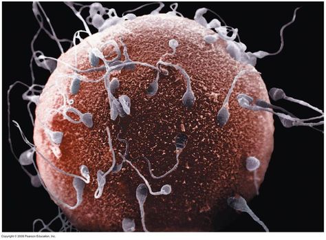 Did You Know: The largest human cell is the female egg cell, which is about 175,000 times bigger than the smallest cell, the male sperm cell Egg Cell, Fertile Woman, Pregnancy Questions, Microscopic Images, Sperm Count, Chances Of Getting Pregnant, Perfect Image, Getting Pregnant, Abba