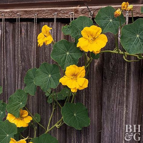 Perennial Flowering Vines, Vine Fence, Vertical Garden Plants, Gutter Garden, Vertical Vegetable Garden, Growing Pumpkins, Vertical Herb Garden, Bottle Garden, Vertical Gardens