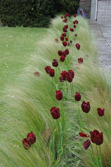 Texas Backyard, Grass Garden, Small Yard Landscaping, Flower Garden Design, Grasses Garden, Garden Types, Have Inspiration, Diy Garden Projects, Garden Cottage