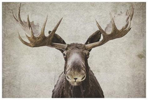 Moose Pictures, Arte Animal, Canvas Wall Decor, Styl Vintage, Antlers, Museum Art, Art Sur Toile, Acrylic Prints, Find Art