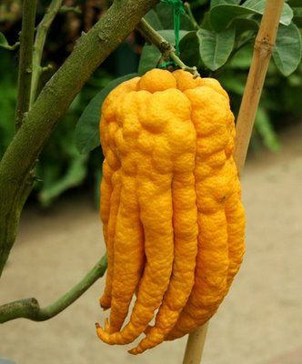 World’s Weirdest Fruits Odd Fruits, Vegetable Shapes, Unusual Fruits, Buddhas Hand, Giant Vegetable, Weird Fruit, Funky Fruit, Funny Vegetables, Buddha's Hand