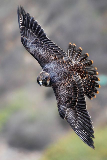 Falco Pellegrino, Raptors Bird, Photo Animaliere, Peregrine Falcon, Bird Wings, Peregrine, Nature Birds, Bird Drawings, Red Birds