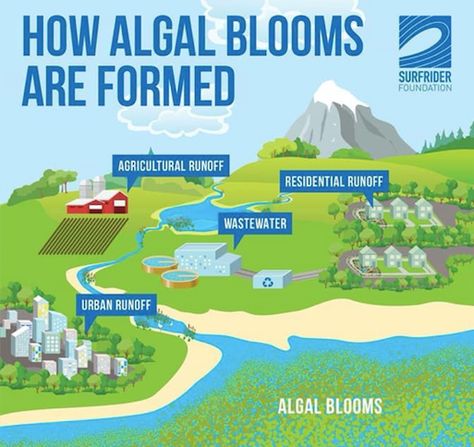 Take Action on Harmful Algal Blooms & Toxic Red Tides in Florida – Surfrider Foundation Our Deepest Sympathy, Algal Blooms, Burning Eyes, Eyes Health, Red Tide, Surfrider Foundation, Blue Green Algae, Green Algae, Deepest Sympathy