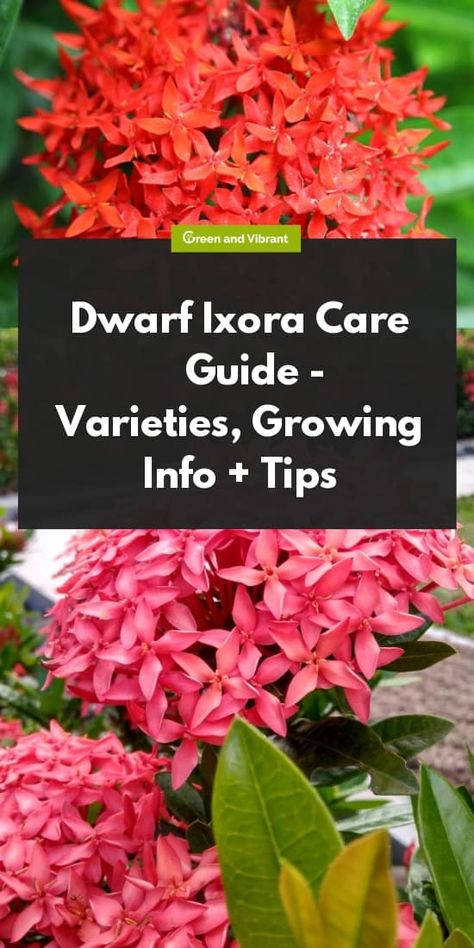 Ixora Plant Care, Florida Shrubs, Florida Landscaping, Florida Plants, Shade Garden Plants, Identify Plant, Fairy Homes, Landscape Plants, Garden Idea