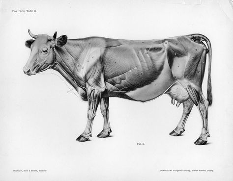 Bovine Muscle Anatomy | The Huge Gallery of Anatomy ~*~ Vet Anatomy, Human Skeleton Anatomy, Animal Anatomy, Human Figure Drawing, Anatomy For Artists, Butcher Shop, Anatomy Study, Cow Art, The Cow