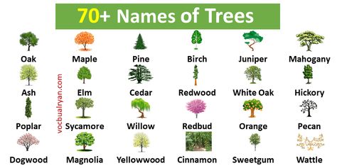 Trees Name In English, Names Of Animals, Tree Names, Animals And Their Homes, Spider Theme, Pink Flowering Trees, Simple Images, About Trees, Fruit Bearing Trees