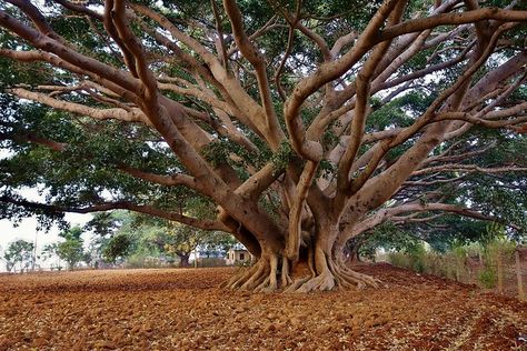 Pindaya, Banyan Tree, Myanmar, Tree Trunk, Plants, Quick Saves