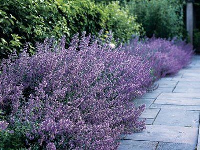 purple salvia Salvia Border, Dream Scapes, Purple Salvia, Front Walk, English Country Garden, Gardening Inspiration, English Gardens, Country Gardens, English Country Gardens