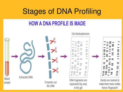 dna-profiling- Dna Fingerprinting Project, Dna Profiling, Gel Electrophoresis, Bio Project, Dna Fingerprinting, Synthetic Biology, Science Inquiry, Color Knowledge, Biology Classroom