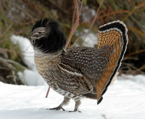 Ruffed Grouse Tattoo, Ruffled Grouse, Bird Display, Colorado Birds, Grouse Hunting, Ruffed Grouse, Upland Bird Hunting, Gamebirds, Canadian Animals