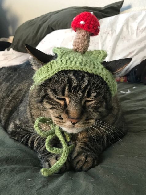 Cat Hats, Crochet Dog Clothes, Crochet Cat Hat, Cat Headband, Crochet Cat Pattern, 20k Followers, Crochet Design Pattern, Cat Fashion, Animal Projects