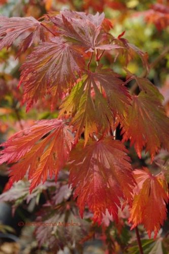 Acer japonicum Aconitifolium 'Dancing Peacock' Japanese Maple Tree Varieties, Maple Tree Varieties, Acer Garden, Japanese Maple Garden, Japanese Maple Varieties, Acer Trees, Dancing Peacock, Japanese Forest, Japanese Maple Tree