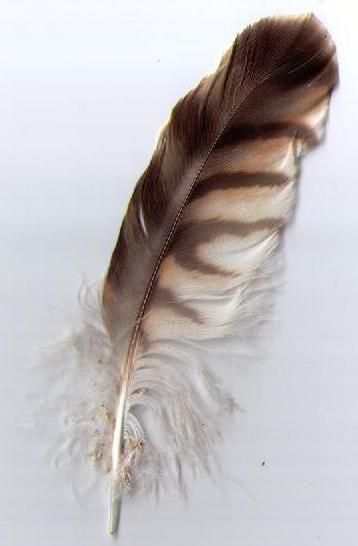 Feather Pictures, Feather Art Projects, Feather Identification, Red Shouldered Hawk, Hawk Feather, Feather Photo, Hawk Wings, Hawk Feathers, Beautiful Feathers