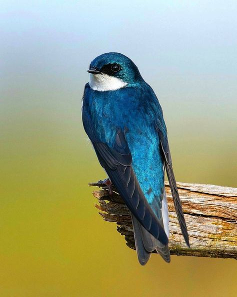 Tree Swallow Tattoo, Swallow Bird Photography, Swallow Photo, Swallow Flying Photography, Violet Green Swallow, Golden Tailed Sapphire Hummingbird, Crow Tattoo Design, Tree Swallow, Blue Swallow