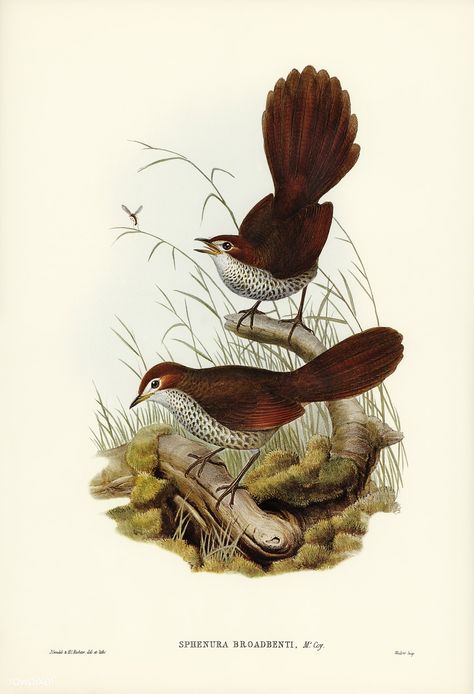 Rufous-headed Bristle-Bird (Sphenura Broadbenti) illustrated by Elizabeth Gould (1804–1841) for John Gould’s (1804-1881) Birds of Australia (1972 Edition, 8 volumes). Digitally enhanced from our own facsimile book (1972 Edition, 8 volumes). | free image by rawpixel.com John Gould, Vintage Bird Illustration, Birds Of Australia, Free Illustration Images, Australian Birds, Vintage Drawing, Scientific Illustration, Bird Drawings, Bird Illustration