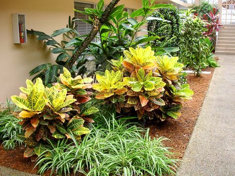 Crotons Plants Landscaping Ideas, Crotons Plants Landscaping, Petra Croton Plant Care, Types Of Croton Plants, Croton Garden Landscapes, Stunning Landscaping, Crotons Plants, Croton Petra, Backyards Ideas