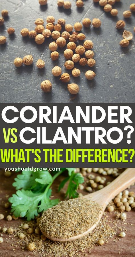 How To Grow Cilantro From Seeds, Corriander Recipes, Cilantro From Seed, Corriander Plant, How To Grow Cilantro From Scraps, Harvesting Cilantro, Harvesting Cilantro How To, Growing Coriander From Seed, Coriander Seed