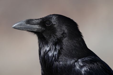 Common Raven - Snetsinger Butterfly Garden Crow Head, Raven Head, Common Raven, Head Profile, Jackdaw, Crows Ravens, Student Awards, Creature Feature, Butterfly Garden