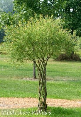 The Twisted Willow trees and the Harlequin trees that we made in the spring  need a bit of maintenance to keep looking their best.  You want... Como Plantar Pitaya, Willow Fence, Trees Diy, Willow Garden, Living Willow, Willow Trees, Have Inspiration, The Secret Garden, Tree Sculpture