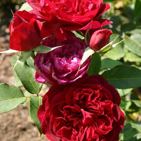 Darcey Bussell Rose, Darcey Bussell, Bed Of Roses, Rose Bedding, Potager Garden, David Austin Roses, David Austin, English Rose, English Roses