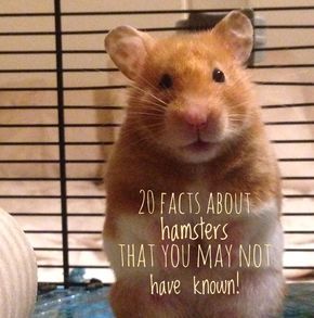 20 unusual facts about hamsters that you may now have known about! Fun, interesting and amazing facts on hamsters! Bear Hamster, Hamsters As Pets, Hamster Diy, Hamster Names, Hamster Life, Hamster Habitat, Hamster Food, Class Pet, Hamster Care