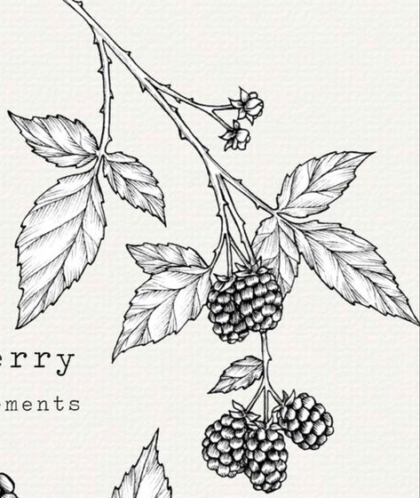 Bramble Illustration, Blackberries Drawing, Bramble Drawing, Blackberries Illustration, Blackberry Drawing, Raspberry Tattoo, Blackberry Tree, Blackberry Tattoo, Bush Drawing