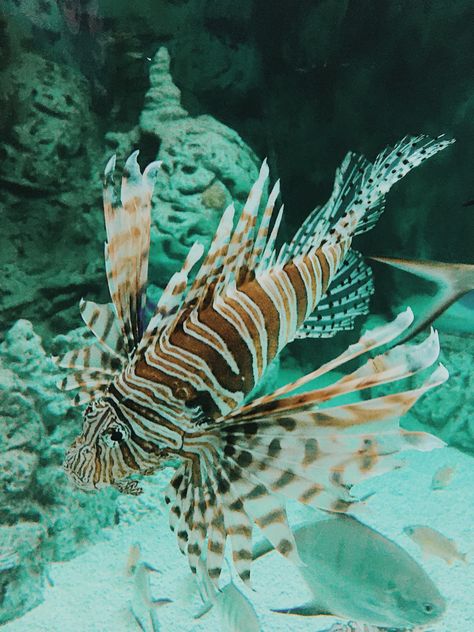 Space Angels, Tiger Fish, Water Dragon, Space Fantasy, Sea Ocean, Ocean Photography, Retro Futurism, Art Stuff, Photography Photos