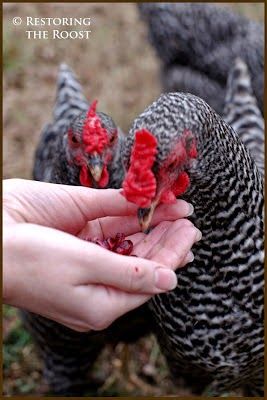 Been thinking about getting chickens? Are you struggling to pick a breed for your small homestead or mini farm?       At first, I was dra... Dominique Chickens, Getting Chickens, Small Homestead, Crazy Chicken Lady, Chicken Lady, Mini Farm, Pet Chickens, Daily 5, Fresh Eggs