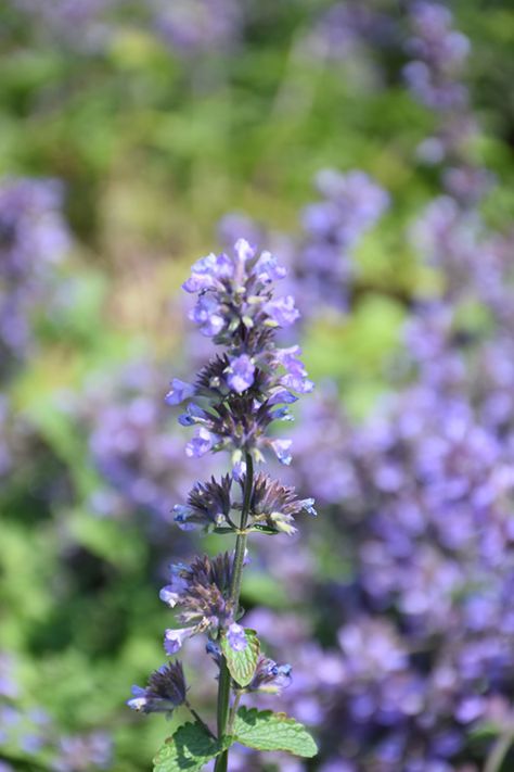 Cat's Pajamas Catmint (Nepeta 'Cat's Pajamas') at Wannemaker's Home & Garden Catmint Nepeta, Cats Pajamas, Backyard Ponds, Indigo Flower, Kangaroo Paw, Cat Pajamas, Outdoor Pots, Ponds Backyard, Herbaceous Perennials