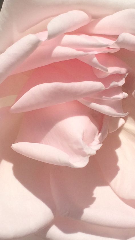 Rose Pale Aesthetic, Jo Loves, Pale Aesthetic, Rose Pale, Flower Phone Wallpaper, Ranunculus, Pink Aesthetic, Dusty Rose, Pale Pink