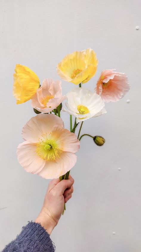 Icelandic Poppies | Spring Song | Cut Flowers| Spring Flowers | Farmer Florist | Spring Wedding Flowers Poppy Color Palette, Farmer Florist, Poppy Flower Drawing, Iceland Poppies, Icelandic Poppy, Iceland Poppy, Growing Cut Flowers, Icelandic Poppies, Poppy Bouquet