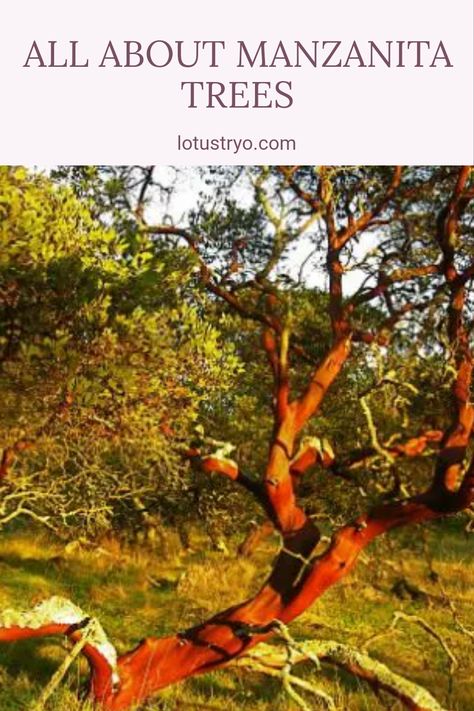 Discover everything you need to know about Manzanita trees, including their origin, unique characteristics, historical significance, and care tips. Manzanitas are known for their curved trunks, glossy leaves and vibrant colors, making them a fantastic addition to any garden. Whether you're interested in defining adaptations for resilience or learning how to care for Manzanita trees, our comprehensive overview covers it all. Perfect for gardening enthusiasts and nature lovers alike! Manzanita Tree, Unique Trees, Tree Care, Unique Characteristics, Nature Lovers, Amazing Nature, Natural Wonders, Care Tips, Ecology