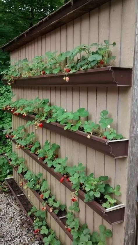 Terracotta Garden, Garden Shed Diy, Gutter Garden, Raised Garden Bed Plans, Building Raised Garden Beds, نباتات منزلية, Small Vegetable Gardens, Strawberry Garden, Vegetable Garden Diy