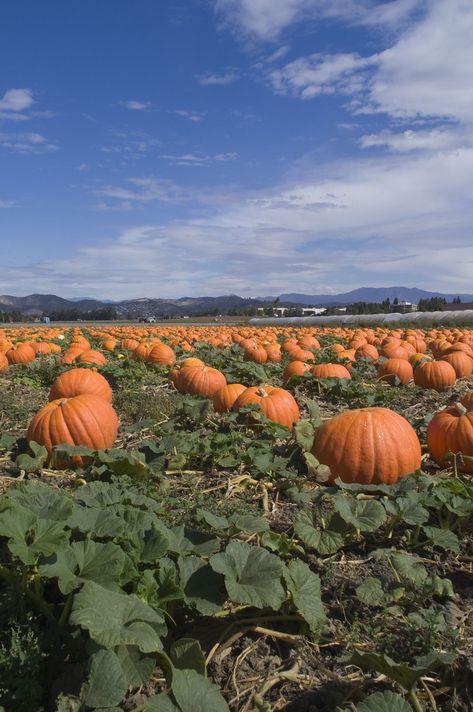 Fall Gardening Ideas, Pumpkin Field, Artistic Home Decor, Ideas Garden Design, Fall Gardening, Pumpkin Garden, Garden Magic, Pumpkin Farm, Fall Garden