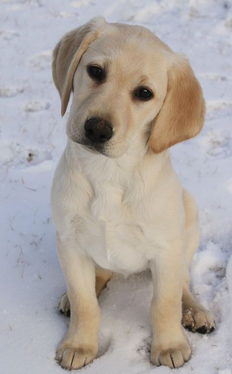 My yellow lab Puppy, Taken by Kaz's Photography Yellow Labs Dogs, Yellow Lab Aesthetic, Lab Puppies Yellow, Puppy Care Tips, Cute Lab Puppies, Yellow Lab Puppy, Yellow Lab Puppies, Yellow Labs, Yellow Labrador Retriever